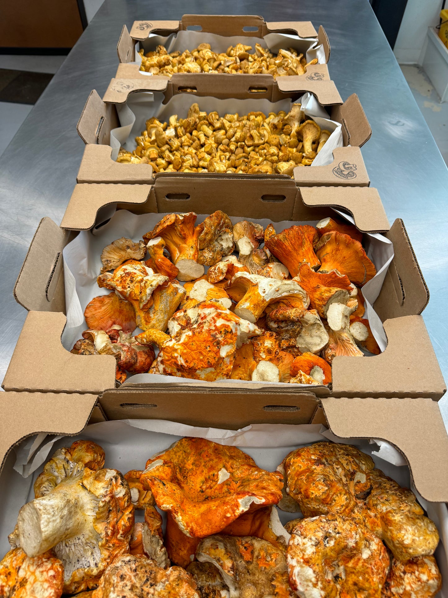 Wild Mushroom Biscuits and Gravy