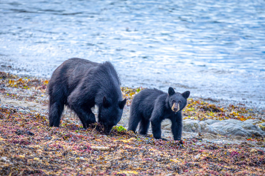 The Beaches and the Bears - Ryan Rodman